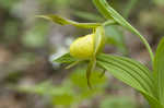 Yellow lady's slipper